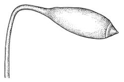 Ochiobryum blandum, capsule with operculum. Drawn from J. Child 6084, CHR 428564.
 Image: R.C. Wagstaff © Landcare Research 2020 CC BY 4.0